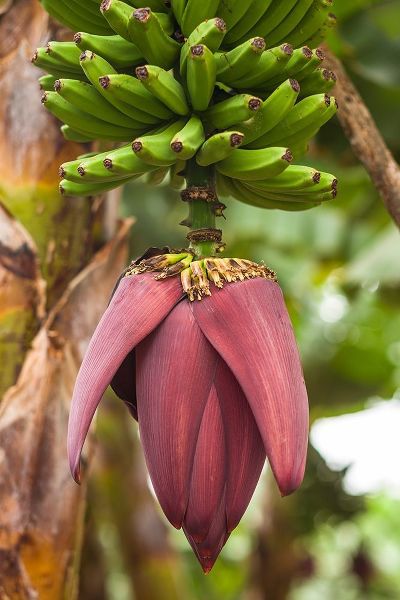 Canary Islands-La Palma Island-San Andres-banana flower